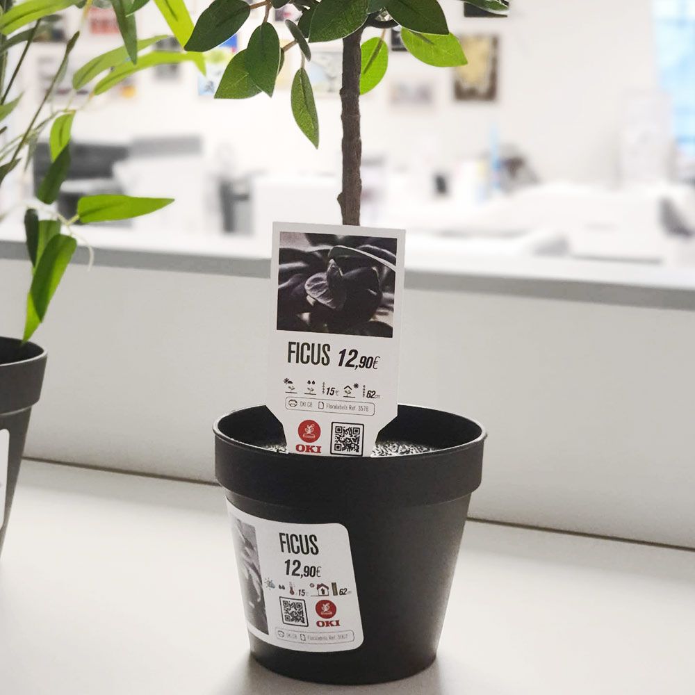 Guandong Mr MAGNUS - Bassel