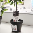 Guandong Mr MAGNUS - Bassel